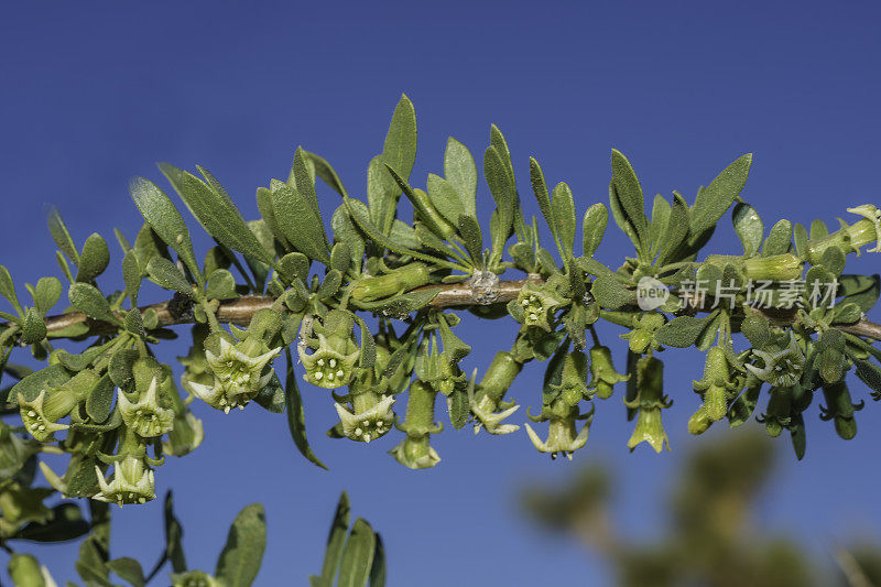 苦苣苔(Lycium cooperi)是一种茄科开花植物，俗称桃刺，生长在加利福尼亚州约书亚树国家公园。茄科。